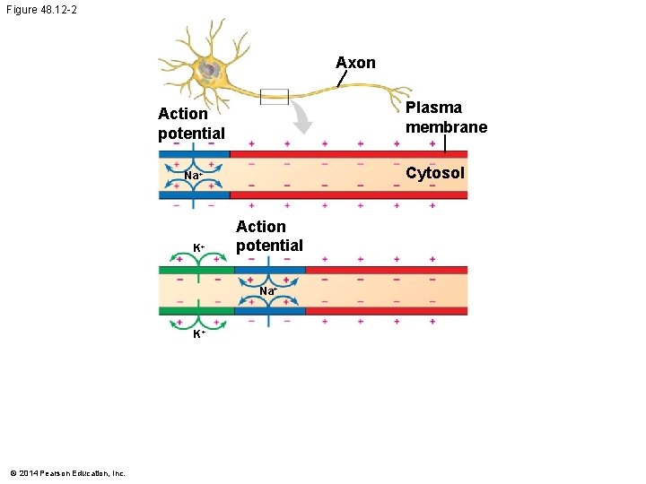 Figure 48. 12 -2 Axon Plasma membrane Action potential Cytosol Na+ K+ Action potential
