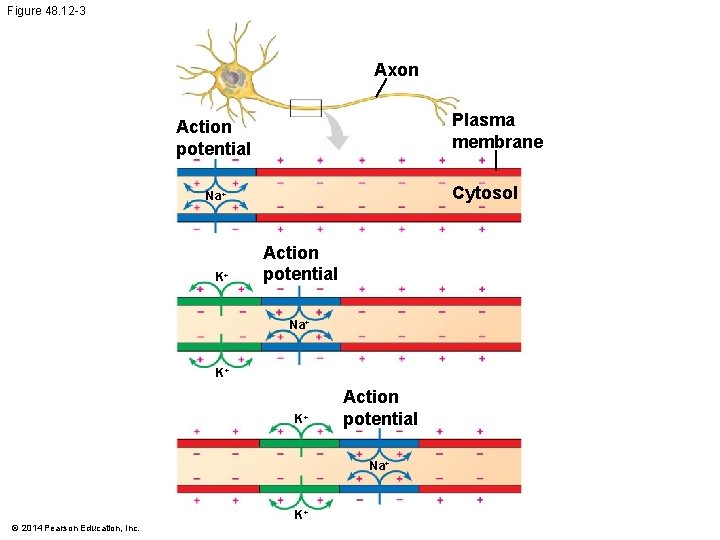 Figure 48. 12 -3 Axon Plasma membrane Action potential Cytosol Na+ K+ Action potential