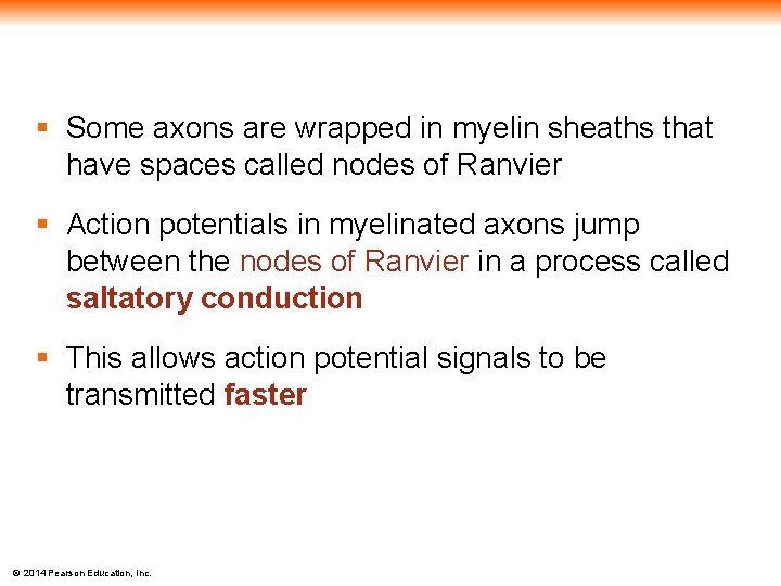§ Some axons are wrapped in myelin sheaths that have spaces called nodes of