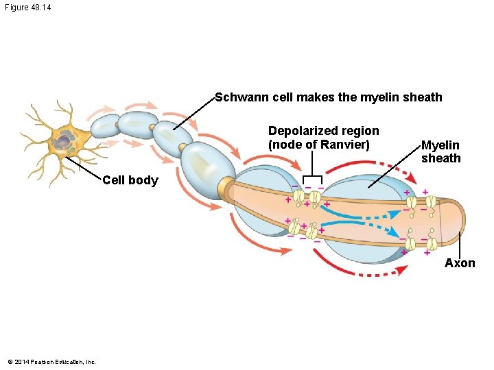 Figure 48. 14 Schwann cell makes the myelin sheath Depolarized region (node of Ranvier)