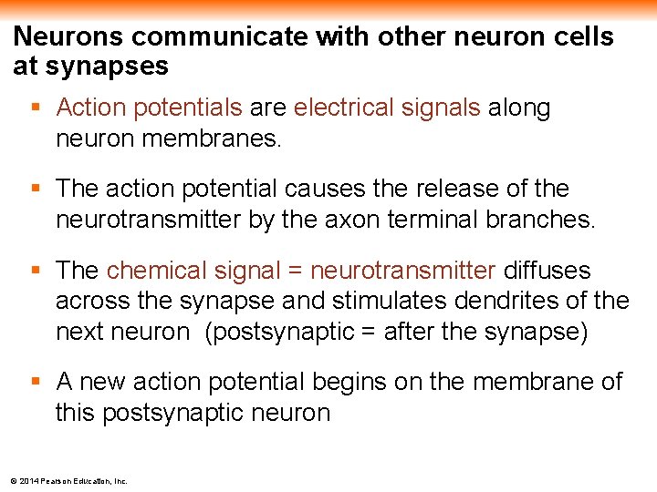 Neurons communicate with other neuron cells at synapses § Action potentials are electrical signals
