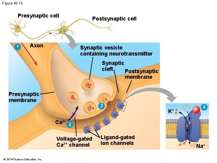 Figure 48. 16 Presynaptic cell 1 Axon Postsynaptic cell Synaptic vesicle containing neurotransmitter Synaptic