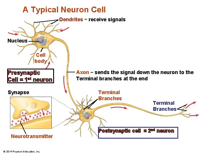 A Typical Neuron Cell Dendrites – receive signals Nucleus Cell body Presynaptic Cell =