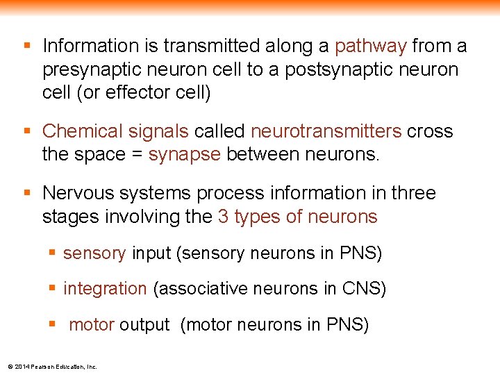 § Information is transmitted along a pathway from a presynaptic neuron cell to a