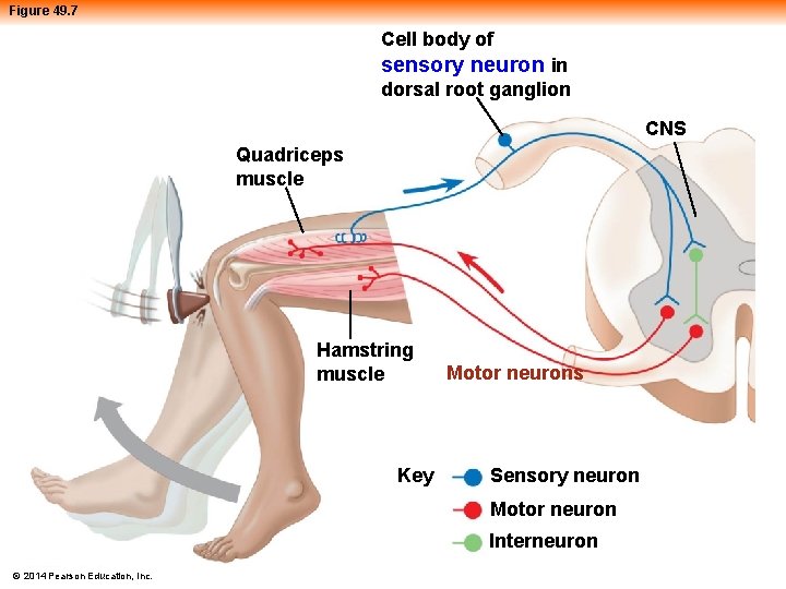 Figure 49. 7 Cell body of sensory neuron in dorsal root ganglion CNS Quadriceps