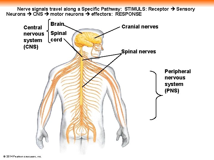 Nerve signals travel along a Specific Pathway: STIMULS: Receptor Sensory Neurons CNS motor neurons