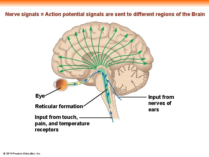 Nerve signals = Action potential signals are sent to different regions of the Brain