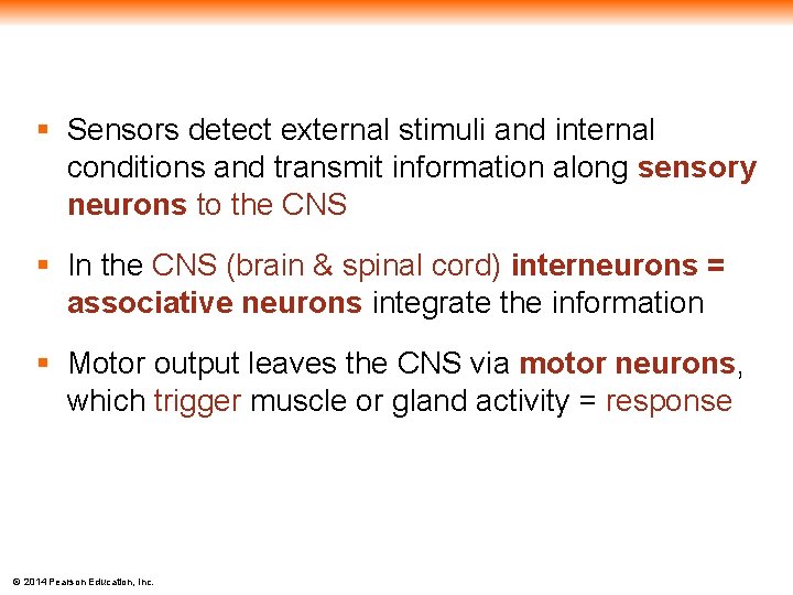 § Sensors detect external stimuli and internal conditions and transmit information along sensory neurons