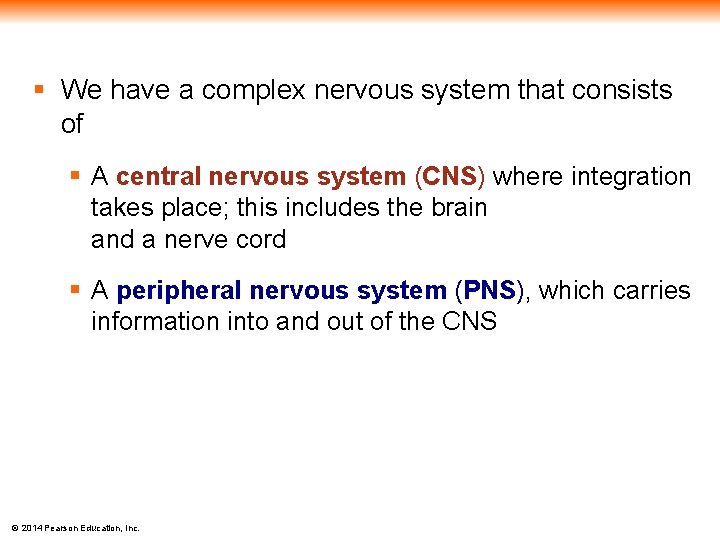 § We have a complex nervous system that consists of § A central nervous
