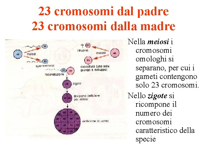 23 cromosomi dal padre 23 cromosomi dalla madre Nella meiosi i cromosomi omologhi si