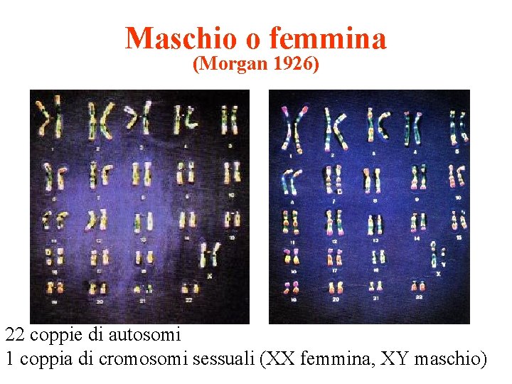 Maschio o femmina (Morgan 1926) 22 coppie di autosomi 1 coppia di cromosomi sessuali