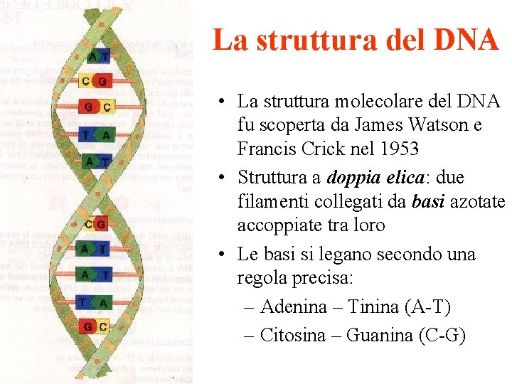 La struttura del DNA • La struttura molecolare del DNA fu scoperta da James