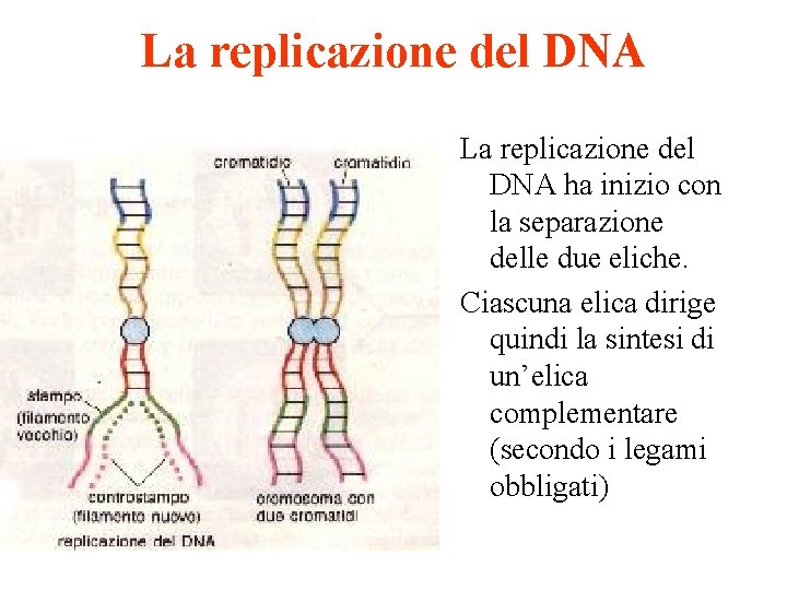 La replicazione del DNA ha inizio con la separazione delle due eliche. Ciascuna elica