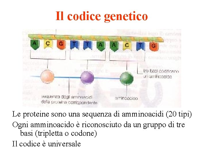 Il codice genetico Le proteine sono una sequenza di amminoacidi (20 tipi) Ogni amminoacido