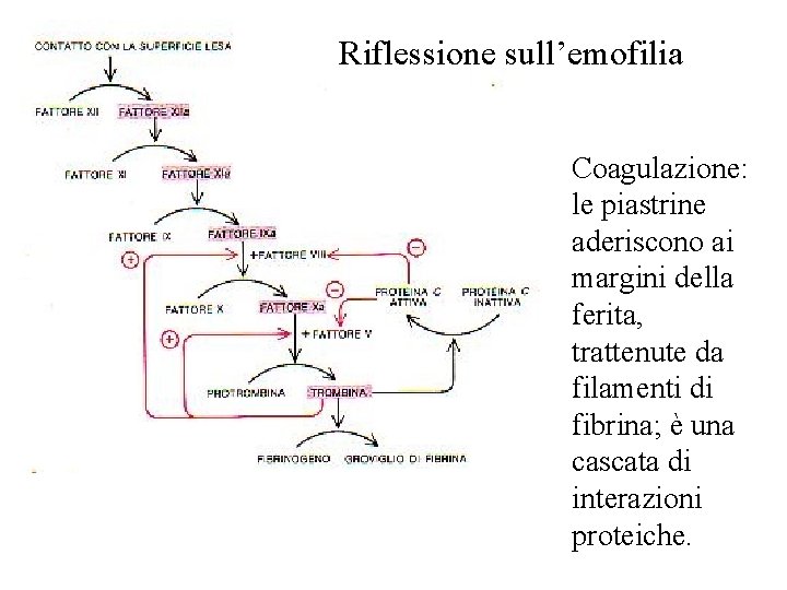 Riflessione sull’emofilia Coagulazione: le piastrine aderiscono ai margini della ferita, trattenute da filamenti di