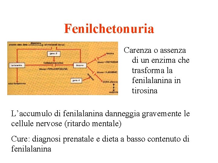 Fenilchetonuria Carenza o assenza di un enzima che trasforma la fenilalanina in tirosina L’accumulo