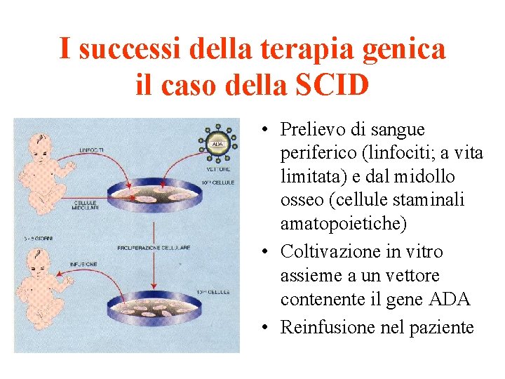 I successi della terapia genica il caso della SCID • Prelievo di sangue periferico