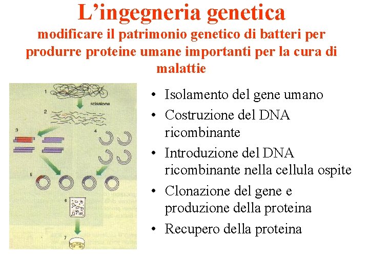 L’ingegneria genetica modificare il patrimonio genetico di batteri per produrre proteine umane importanti per