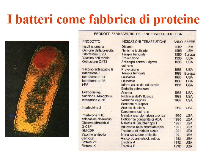 I batteri come fabbrica di proteine 