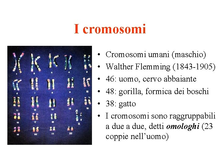 I cromosomi • • • Cromosomi umani (maschio) Walther Flemming (1843 -1905) 46: uomo,