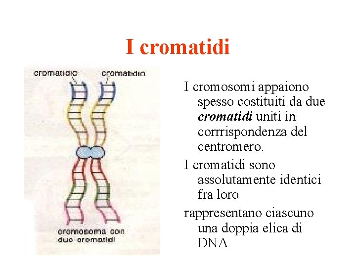 I cromatidi I cromosomi appaiono spesso costituiti da due cromatidi uniti in corrrispondenza del