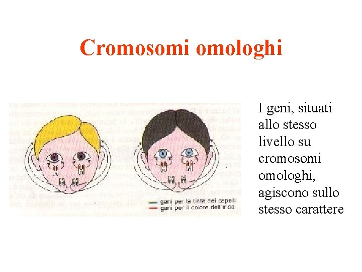 Cromosomi omologhi I geni, situati allo stesso livello su cromosomi omologhi, agiscono sullo stesso