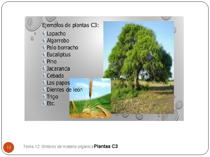 10 Tema 12: Síntesis de materia orgánica Plantas C 3 