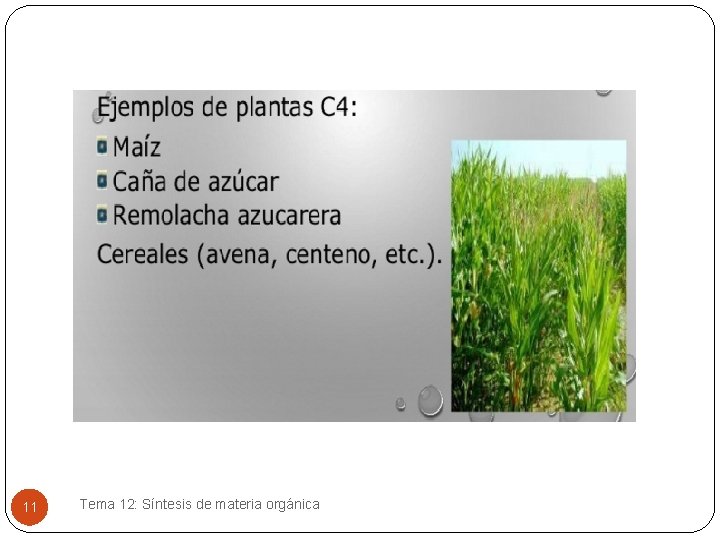 11 Tema 12: Síntesis de materia orgánica 