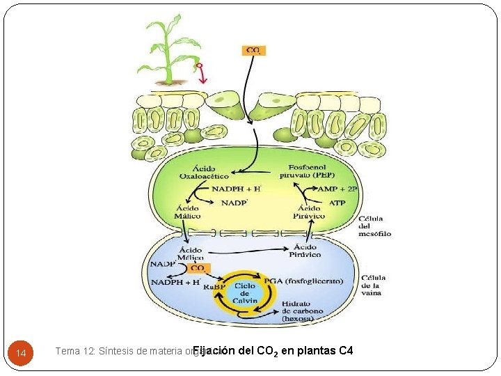 14 Fijación del CO 2 en plantas C 4 Tema 12: Síntesis de materia