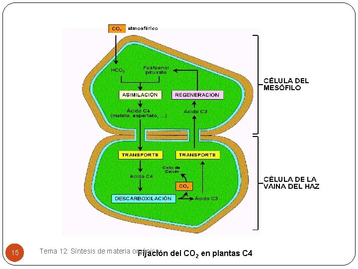 15 Tema 12: Síntesis de materia orgánica Fijación del CO 2 en plantas C