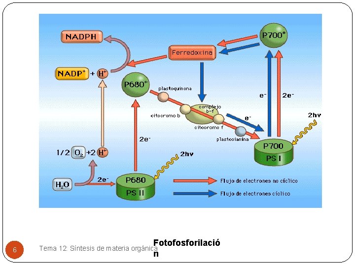 6 Fotofosforilació n Tema 12: Síntesis de materia orgánica 