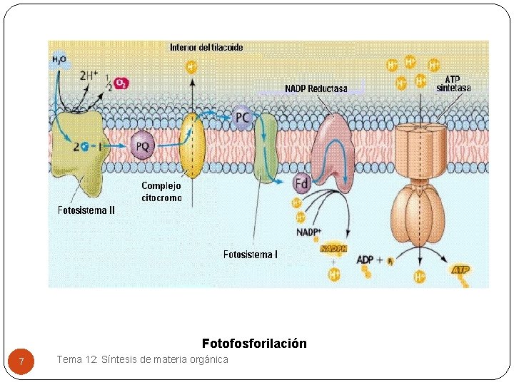 Fotofosforilación 7 Tema 12: Síntesis de materia orgánica 