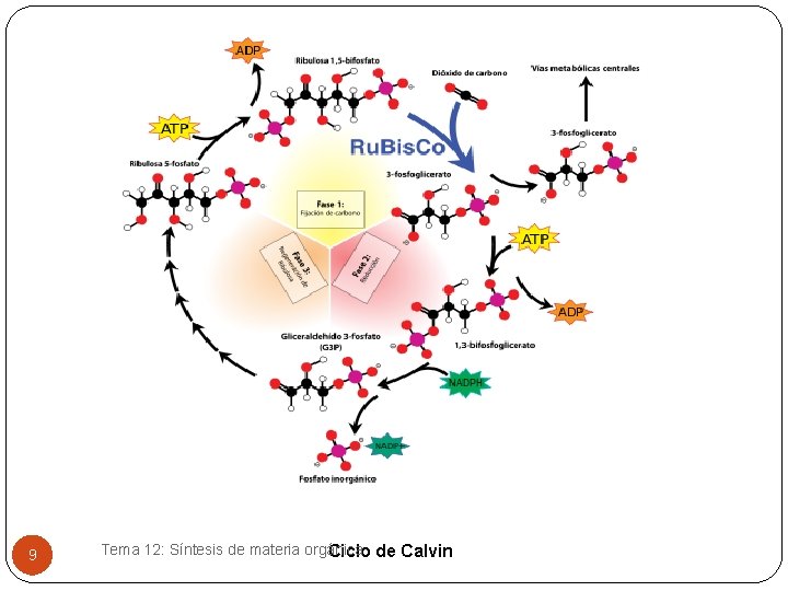 9 Tema 12: Síntesis de materia orgánica Ciclo de Calvin 