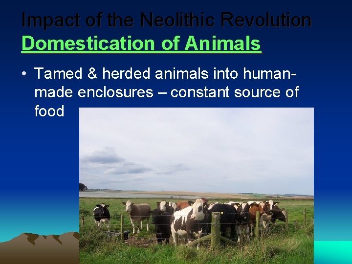 Impact of the Neolithic Revolution Domestication of Animals • Tamed & herded animals into