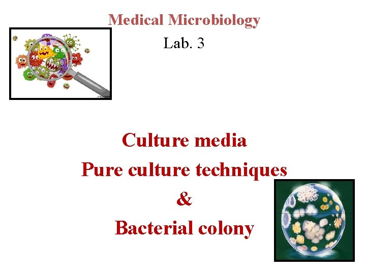 Medical Microbiology Lab. 3 Culture media Pure culture techniques & Bacterial colony 