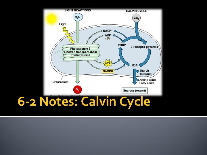 6 -2 Notes: Calvin Cycle 