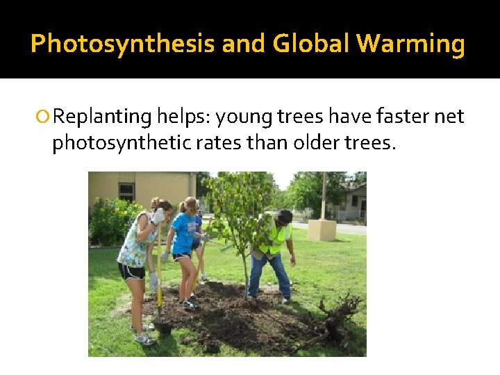 Photosynthesis and Global Warming Replanting helps: young trees have faster net photosynthetic rates than