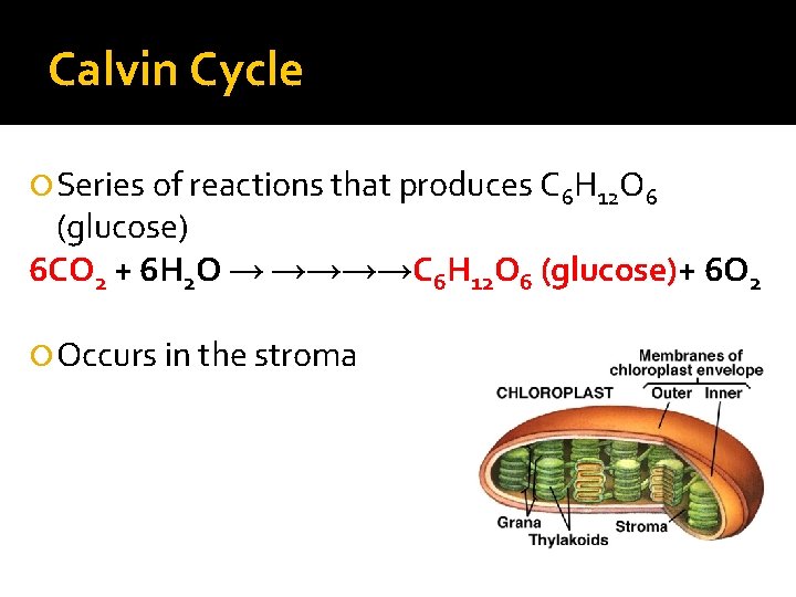 Calvin Cycle Series of reactions that produces C 6 H 12 O 6 (glucose)