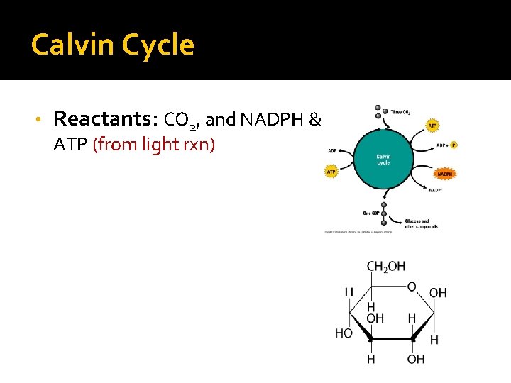 Calvin Cycle • Reactants: CO 2, and NADPH & ATP (from light rxn) 