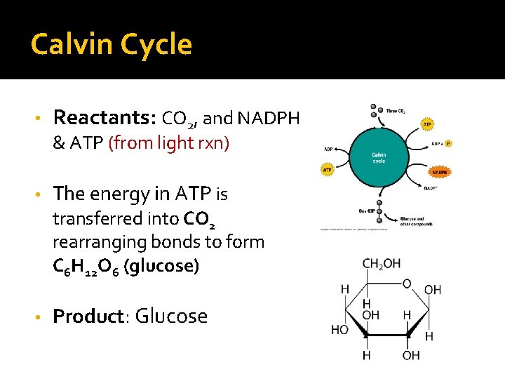 Calvin Cycle • Reactants: CO 2, and NADPH & ATP (from light rxn) •