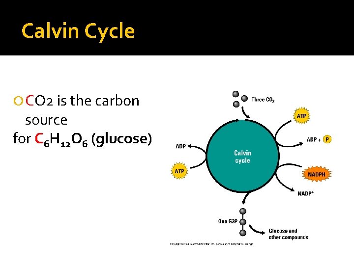 Calvin Cycle CO 2 is the carbon source for C 6 H 12 O