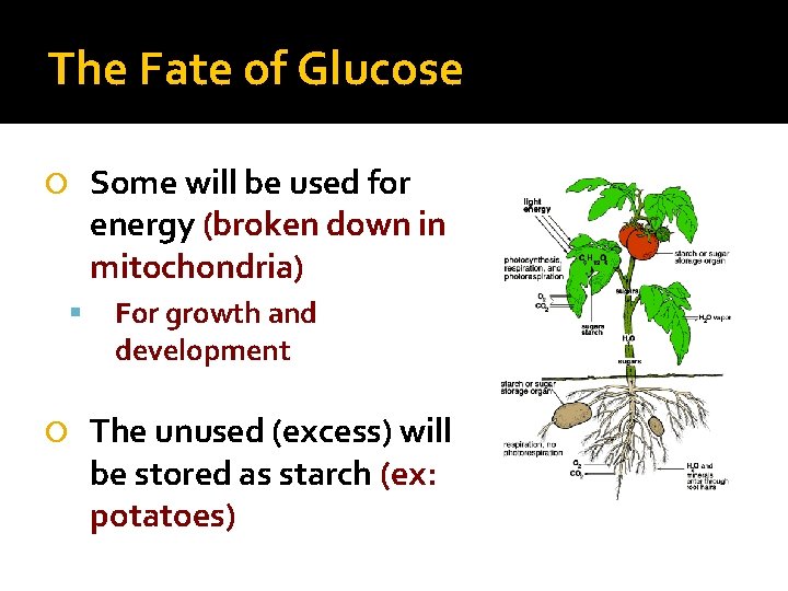 The Fate of Glucose Some will be used for energy (broken down in mitochondria)