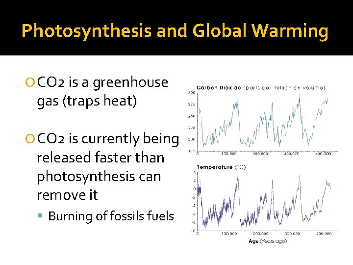 Photosynthesis and Global Warming CO 2 is a greenhouse gas (traps heat) CO 2