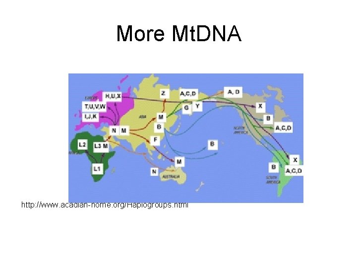 More Mt. DNA http: //www. acadian-home. org/Haplogroups. html More Mt. DNA http: //www. acadian-home. org/Haplogroups. html