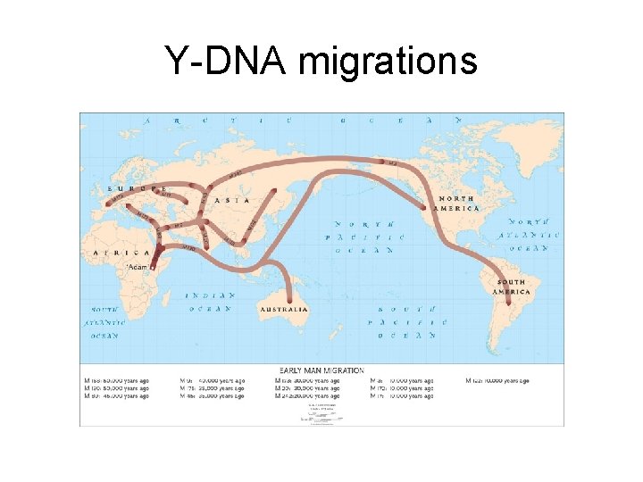 Y-DNA migrations Y-DNA migrations