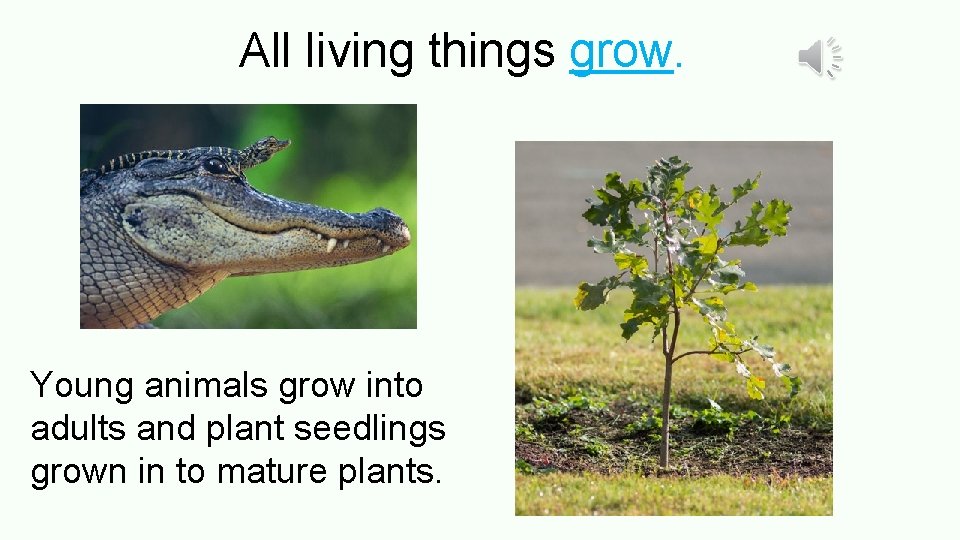 All living things grow. Young animals grow into adults and plant seedlings grown in