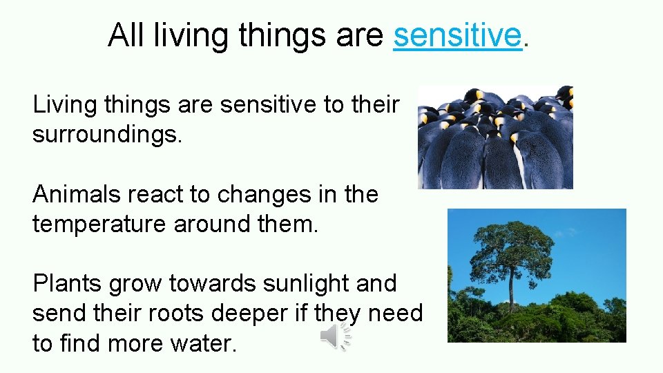 All living things are sensitive. Living things are sensitive to their surroundings. Animals react