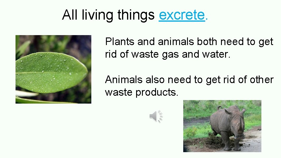 All living things excrete. Plants and animals both need to get rid of waste