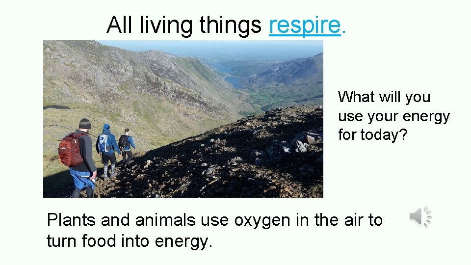 All living things respire. What will you use your energy for today? Plants and