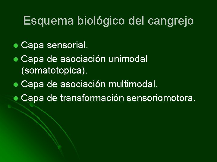 Esquema biológico del cangrejo Capa sensorial. l Capa de asociación unimodal (somatotopica). l Capa